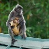 Hulman stribrny - Trachypithecus cristatus - Silvered leaf monkey or Silvery langur o8883